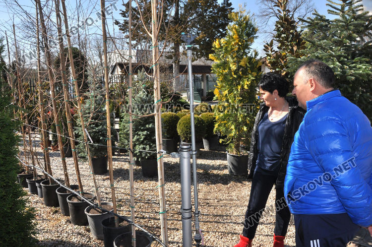 Засилен интерес към растениевъдството със затопляне на времето, туята е най-търсена