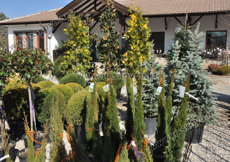 Засилен интерес към растениевъдството със затопляне на времето, туята е най-търсена