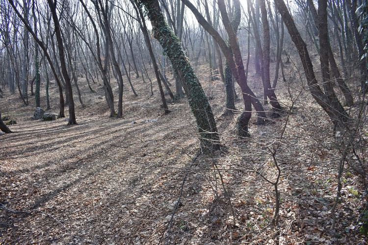 Стартира кампания по раздаване на растителност в Асеновград 
