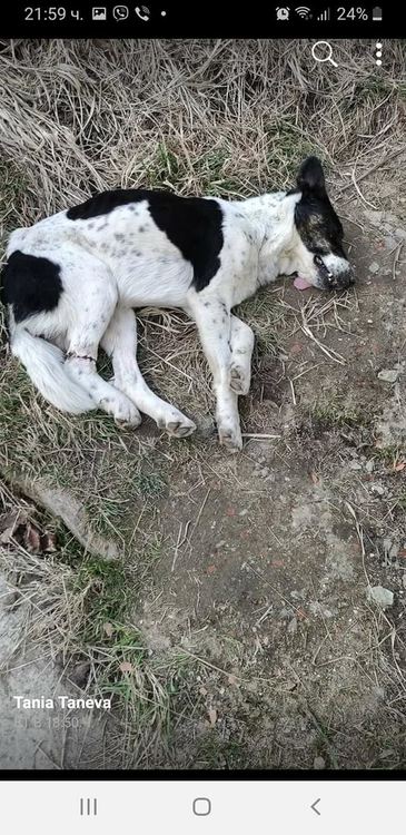 Бракониерски примки в околностите на Смолян нараняват животни