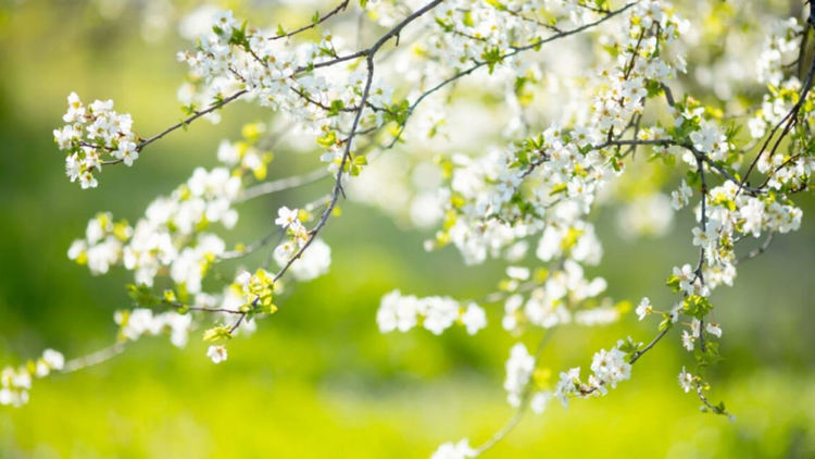 Слънчево с температури до 14 градуса