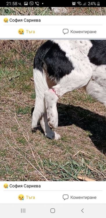 Бракониерски примки в околностите на Смолян нараняват животни