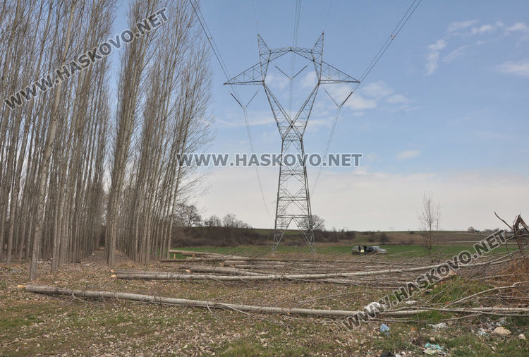 Хасковлия се жалва от сеч на тополи в имота му при изграждане на електропровод