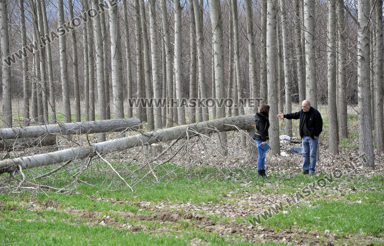Хасковлия се жалва от сеч на тополи в имота му при изграждане на електропровод