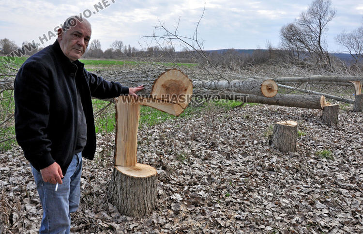 Хасковлия се жалва от сеч на тополи в имота му при изграждане на електропровод