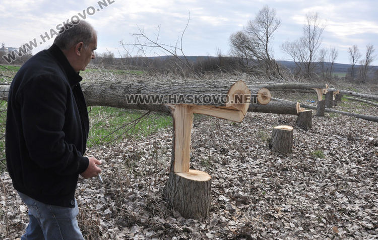 Хасковлия се жалва от сеч на тополи в имота му при изграждане на електропровод