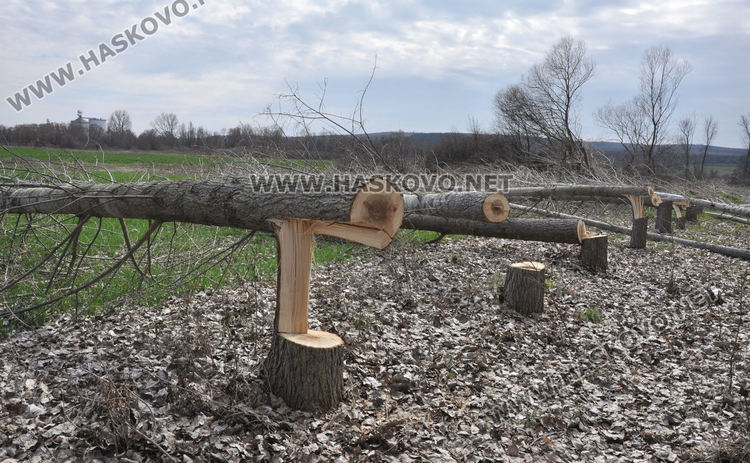 Хасковлия се жалва от сеч на тополи в имота му при изграждане на електропровод