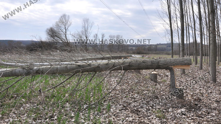 Хасковлия се жалва от сеч на тополи в имота му при изграждане на електропровод