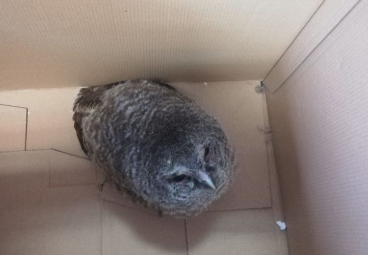 Спасиха Горска улулица,птицата не можела да лети