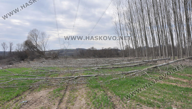 Хасковлия се жалва от сеч на тополи в имота му при изграждане на електропровод