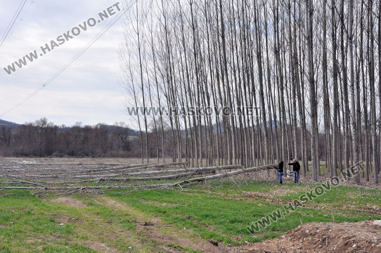 Хасковлия се жалва от сеч на тополи в имота му при изграждане на електропровод