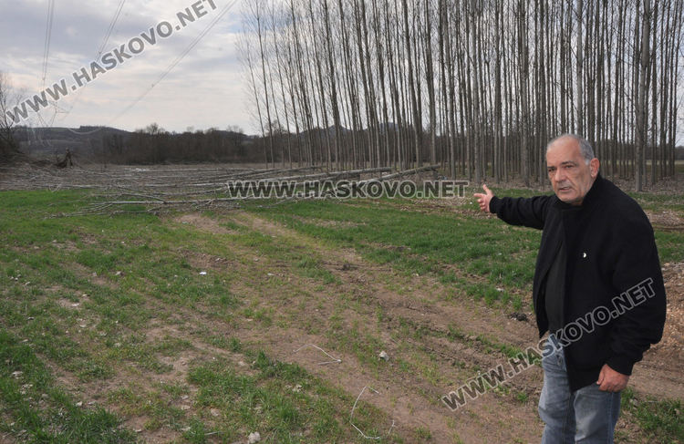 Хасковлия се жалва от сеч на тополи в имота му при изграждане на електропровод