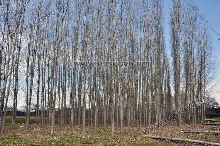 Хасковлия се жалва от сеч на тополи в имота му при изграждане на електропровод