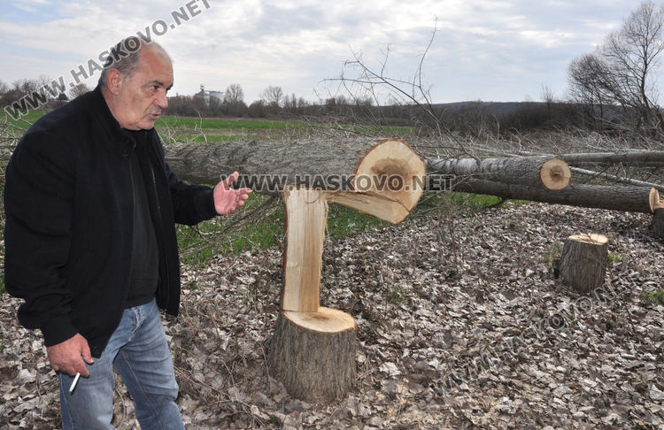 Хасковлия се жалва от сеч на тополи в имота му при изграждане на електропровод