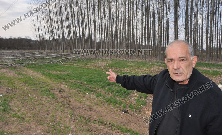 Хасковлия се жалва от сеч на тополи в имота му при изграждане на електропровод