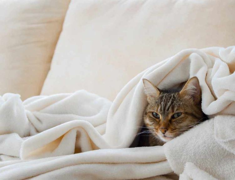 Жълт код за Хасково за валежи