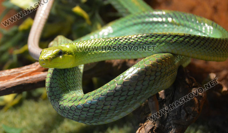 Екзотични влечуги в центъра на Хасково