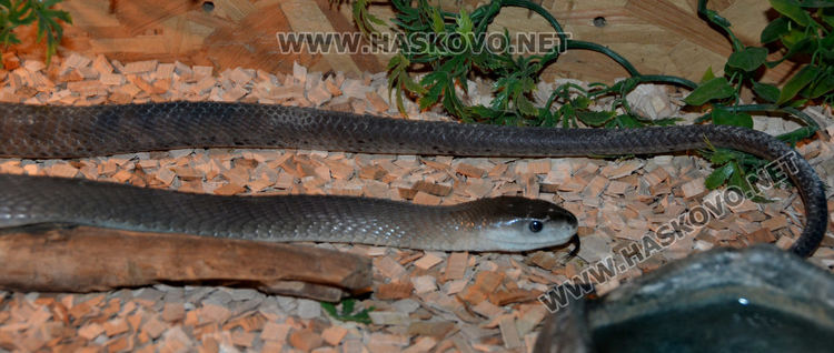 Екзотични влечуги в центъра на Хасково