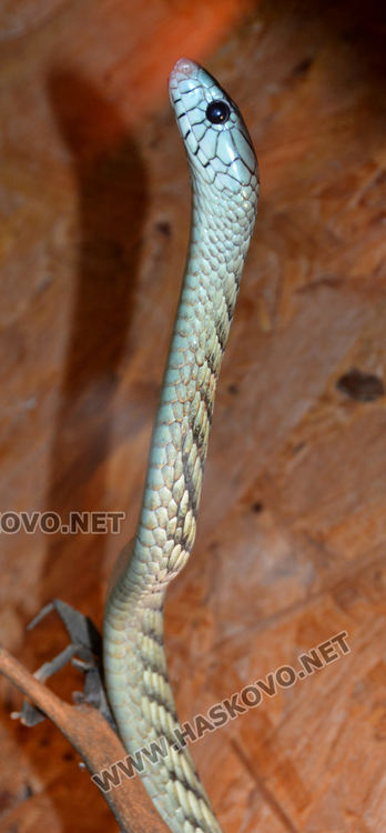 Екзотични влечуги в центъра на Хасково