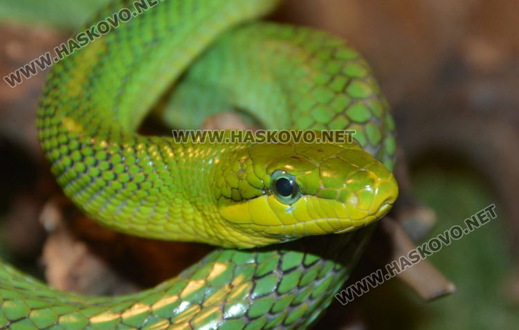 Екзотични влечуги в центъра на Хасково