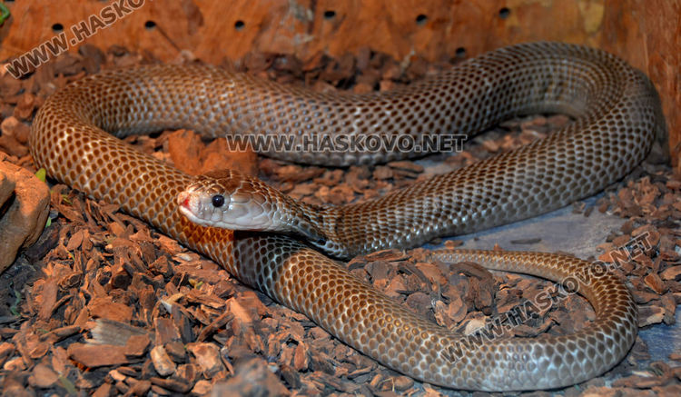 Екзотични влечуги в центъра на Хасково