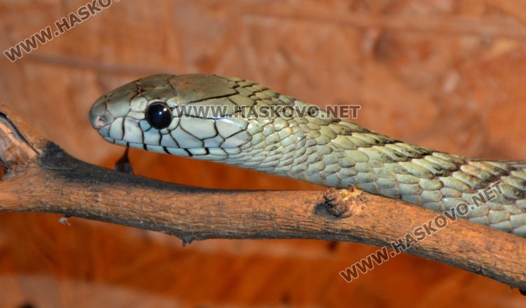 Екзотични влечуги в центъра на Хасково