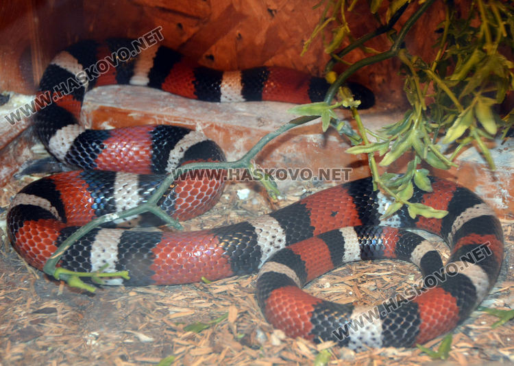 Екзотични влечуги в центъра на Хасково