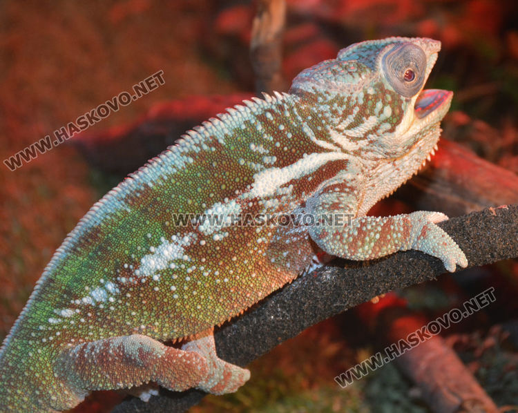 Екзотични влечуги в центъра на Хасково