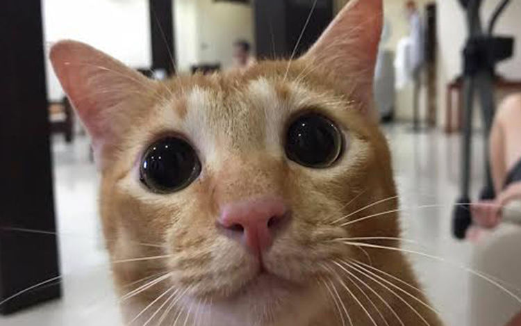 Бум на кафенетата с животни-компаньони в Шанхай