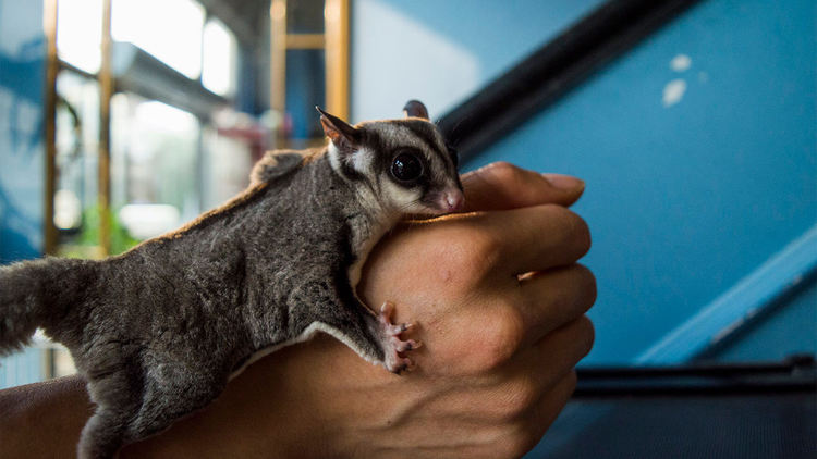 Бум на кафенетата с животни-компаньони в Шанхай