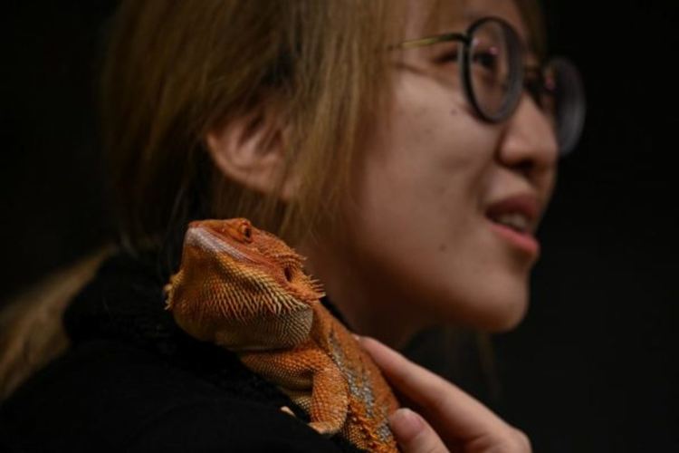 Бум на кафенетата с животни-компаньони в Шанхай