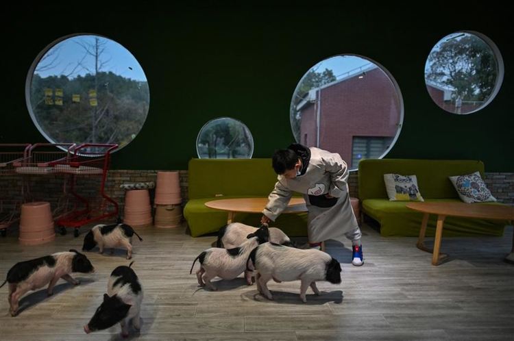 Бум на кафенетата с животни-компаньони в Шанхай