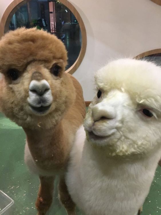 Бум на кафенетата с животни-компаньони в Шанхай