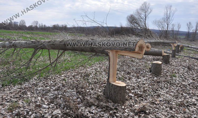 ЕСО: Ще бъде обезщетен собственикът на тополите, отсечени при изграждането на електропровода