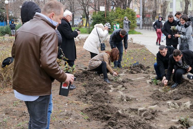 16 храста червени рози засадиха кандидатите за народни представители от БСП за България от 29-и МИР, област Хасково