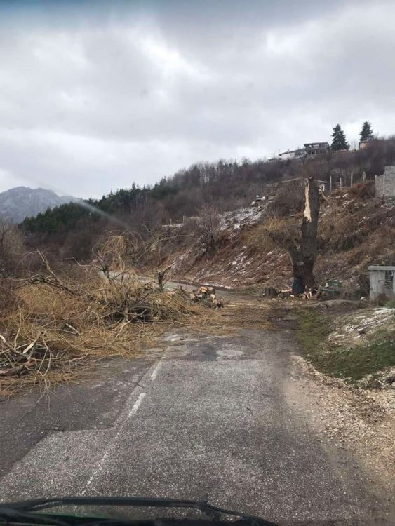Бурният вятър събори дърво на пътя за село Орешец