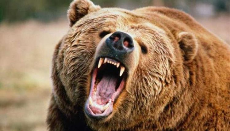 Мечките се събудиха гладни и започнаха да нападат. Убиват от овце до малки кончета