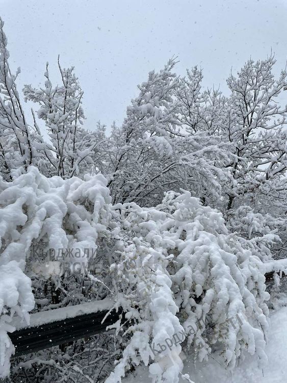 Мокър сняг наваля в Църквица, дърветата подадоха