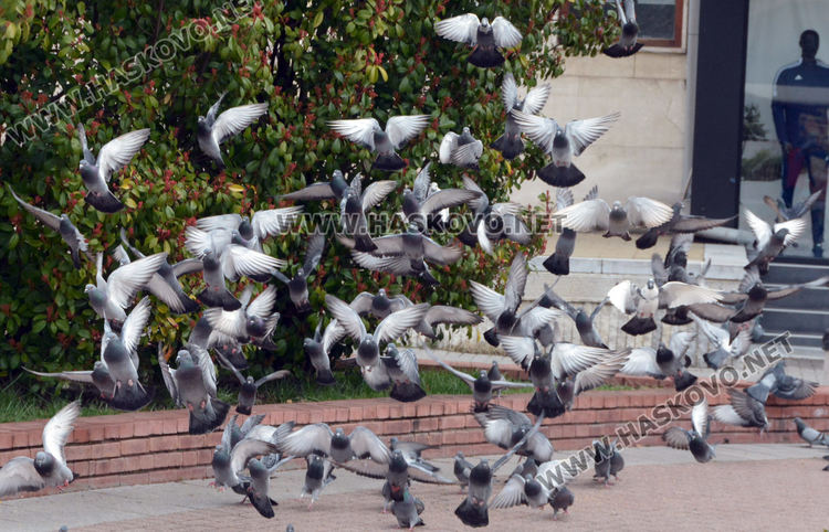Пролетно настроение в Хасково