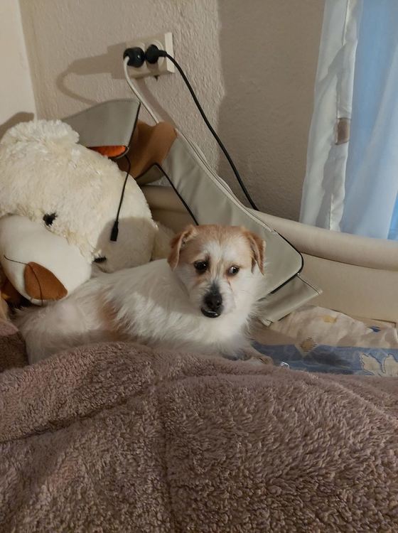 Търси се Рангел! Кученцето е полусляпо, стопанката му дава 500 лв.награда