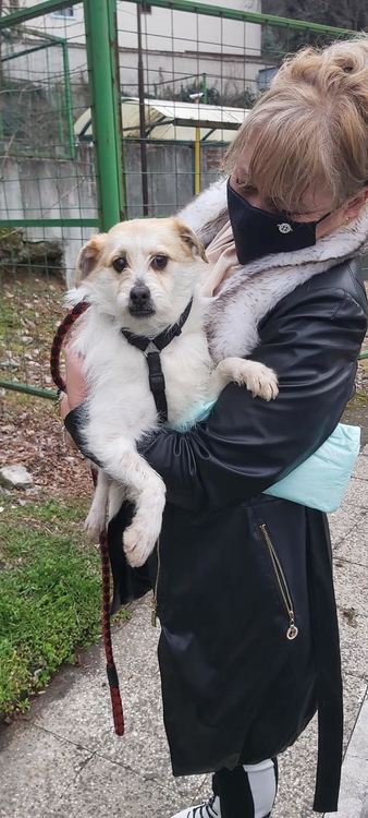 Търси се Рангел! Кученцето е полусляпо, стопанката му дава 500 лв.награда