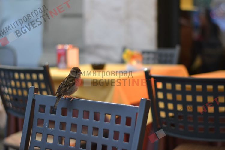 Допълнителни облекчения за заведенията предлага кметът на Община Димитровград