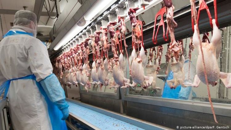 Парадоксът с месото: „Не бих заклал животно, но обичам да ям пържоли“