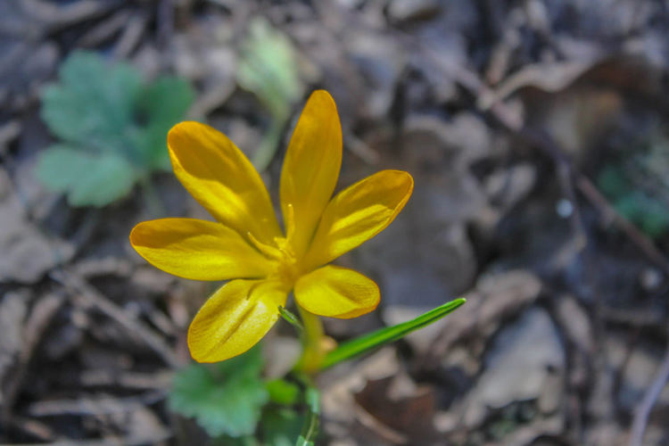 сн: Нина Серафимова