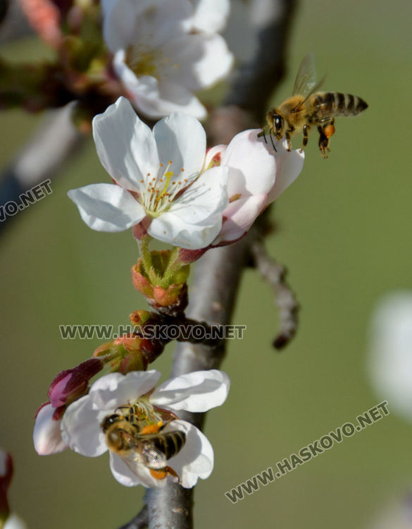 Нежните цветове на сакура украсиха Ямача