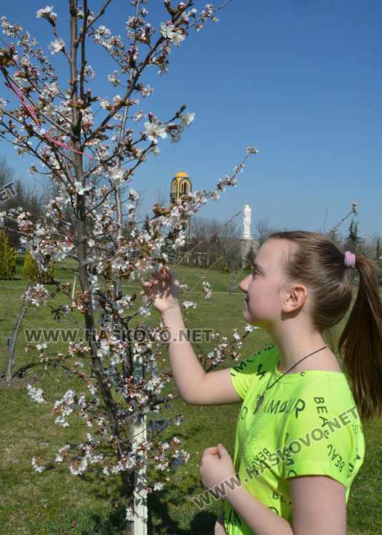 Нежните цветове на сакура украсиха Ямача
