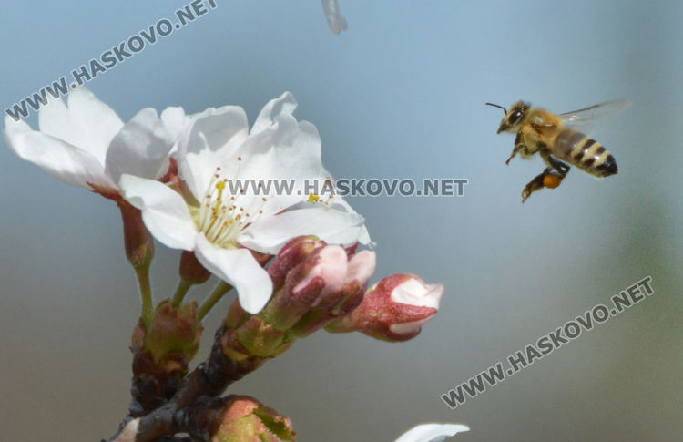 Нежните цветове на сакура украсиха Ямача