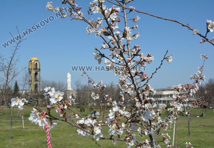 Нежните цветове на сакура украсиха Ямача