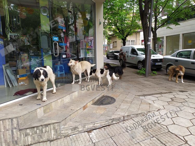 Ветеринари по договор ще се грижат за кастрацията на бездомните кучета в Кърджали