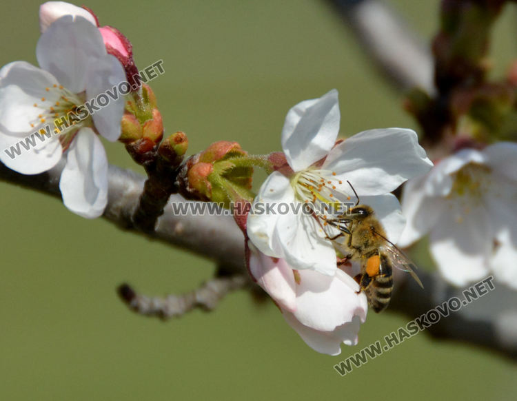 Променлива облачност и умерен вятър в сряда